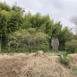 建設地の自然の多い裏山風景