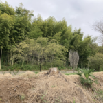 建設地の自然多き裏山風景